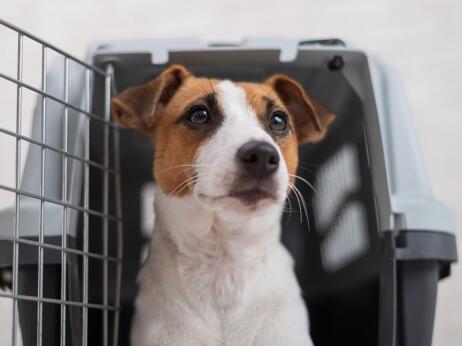 Нові правила транспортування тварин на орендованому та власному авто